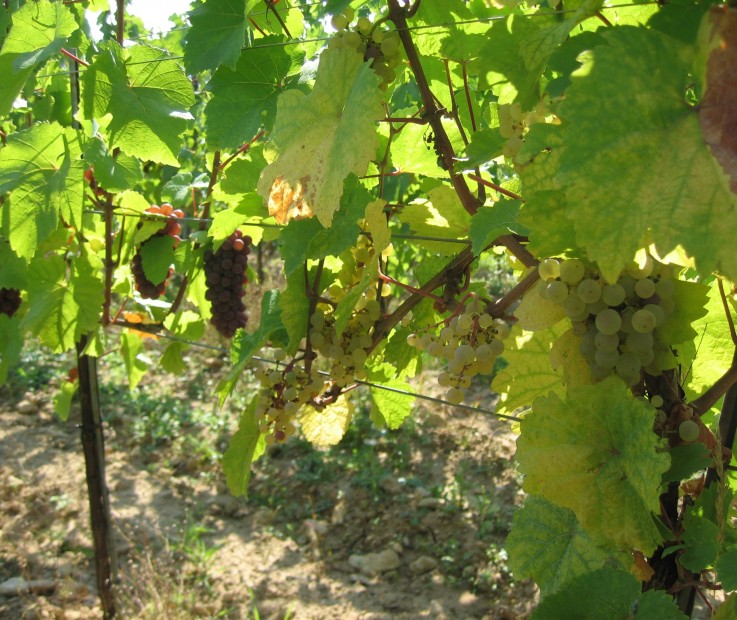 Raisins Schoffweg
