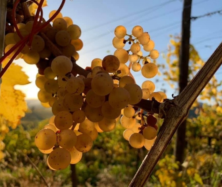 9EBCA18A-B39F-4E9C-8969-D7F96C7B9886