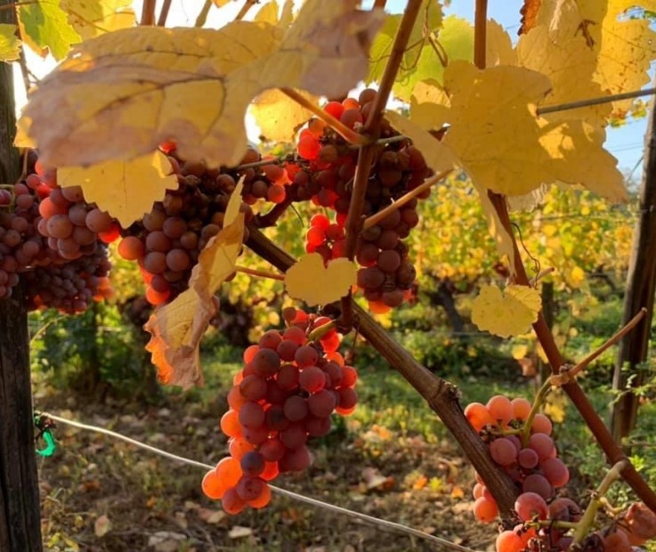 743DC745-7FF2-49A9-8DCE-49E4AC54EC3B