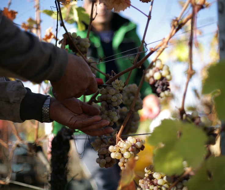 Grasberg vendanges