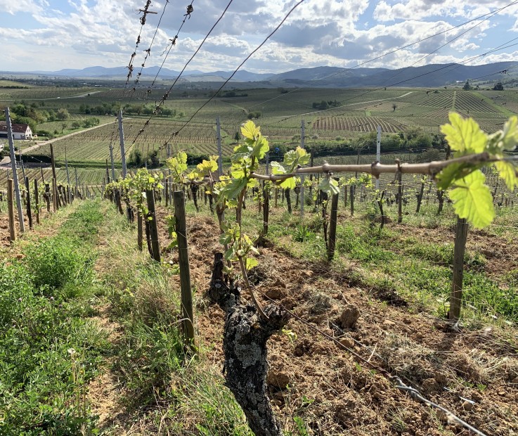 Grand Cru Altenberg de Bergheim; complantation
