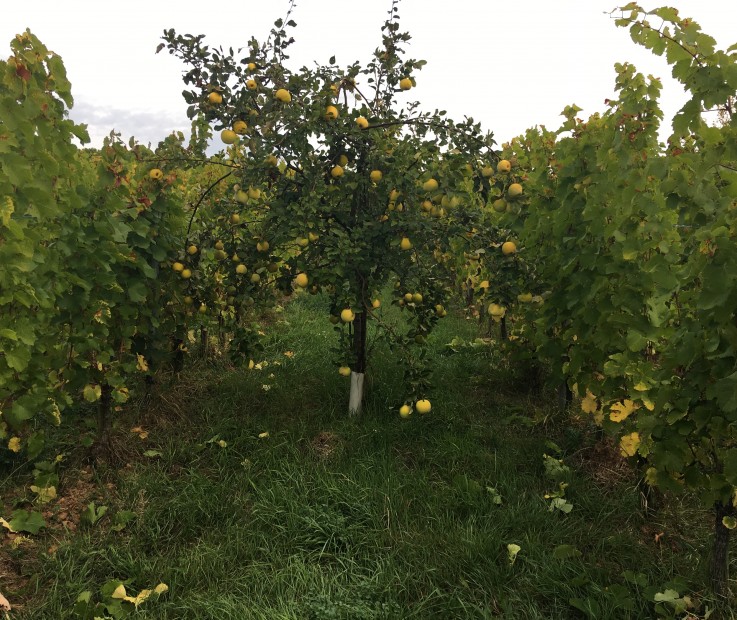 Grand Cru Altenberg de Bergheim; Agroforesterie