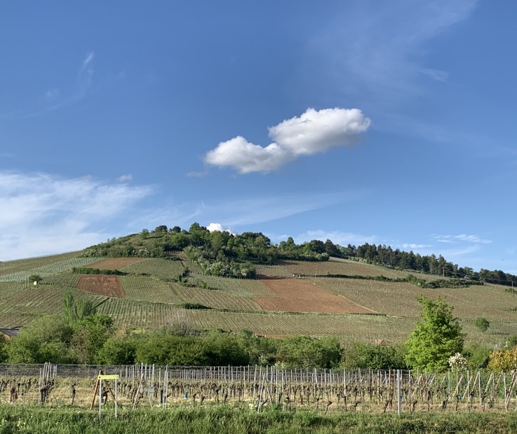 Grand Cru Altenberg de Bergheim